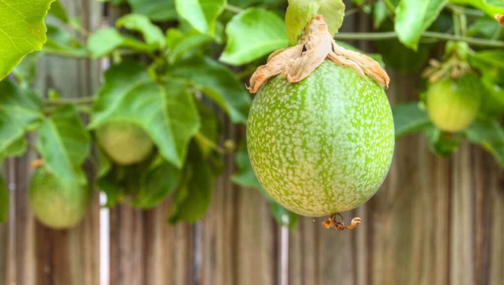 Fruiting Vines for Brisbane Pergolas: Kiwi, Passionfruit & More