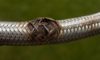 Burst Pipes and Flexi Hoses: Essential Tips from an Emergency Plumber