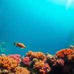 Great Blue Hole Belize: Your Essential Diving Guide
