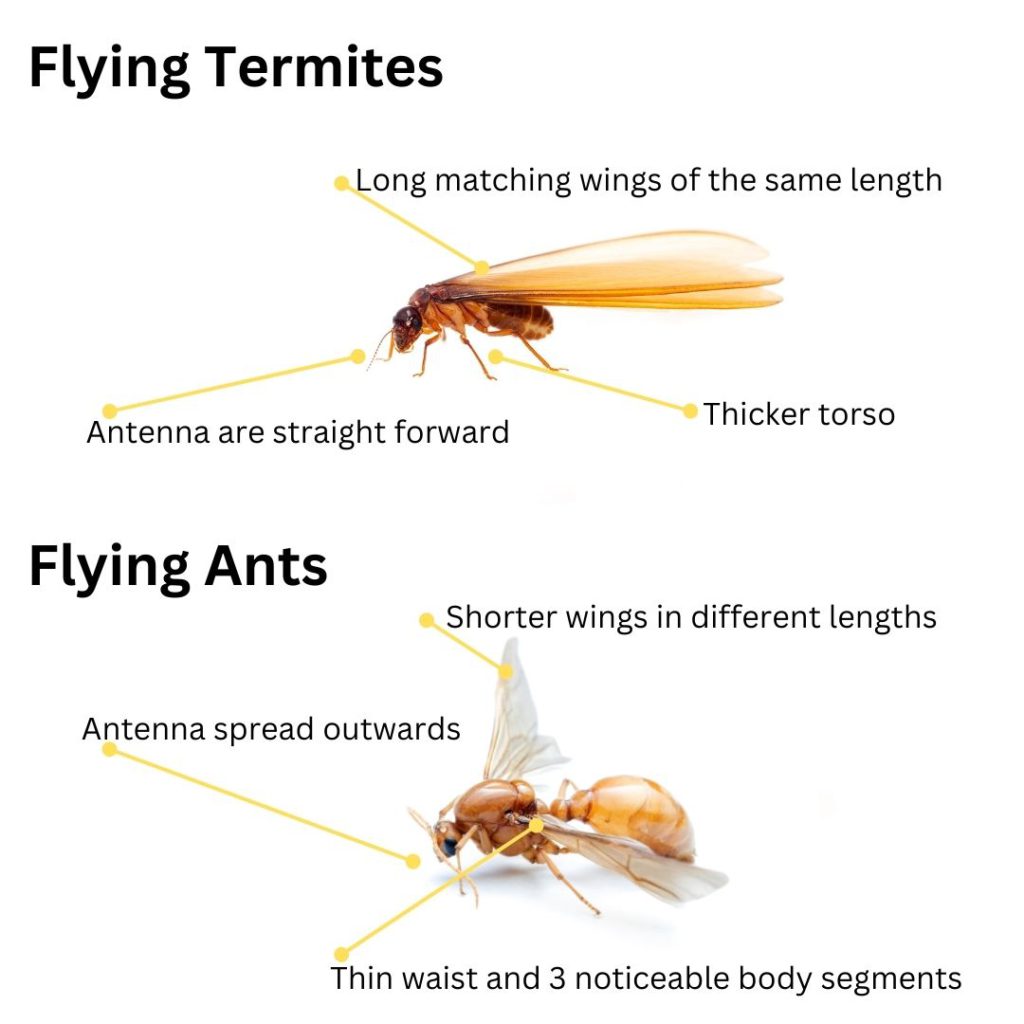 Flying Termites: Understanding Their Impact and Your Response