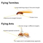 Flying Termites: Understanding Their Impact and Your Response