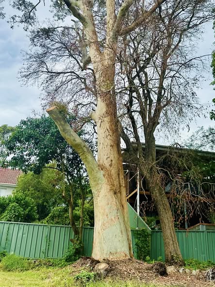 Spotted Gum Tree Lightning Strike in Adamstown Heights
