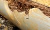 Pipe Relining: Effective Solutions for Tree Roots in Drains