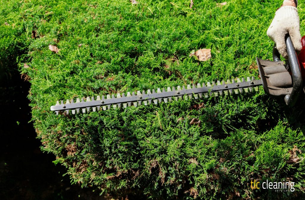 Hedge Trimming Best Practices for Gardens in Queen Camel