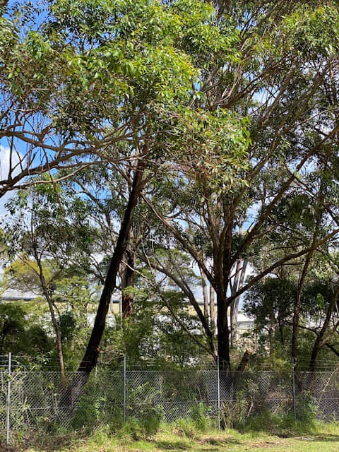 Arborists in Newcastle: Common Tree Removals Explained