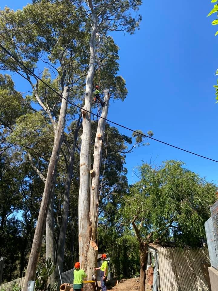 Tree Dispute Solutions for NSW Neighbours