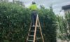 Hedging Plants: Effortless Care Options for Newcastle Gardens