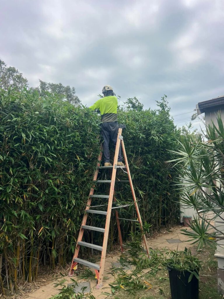 Hedging Plants: Effortless Care Options for Newcastle Gardens
