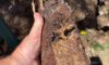 Clay Soil’s Impact on Pipes in Caboolture Uncovered