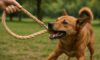 Hemp Leashes for Dogs: Explore Strong and Durable Choices